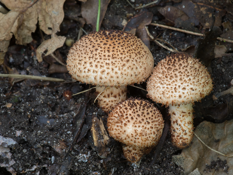 Lepiota echinacea